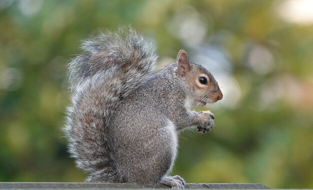 Closeup shot of an eastern gray squirrel