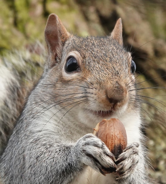 Closeup shot of an eastern gray squirrel