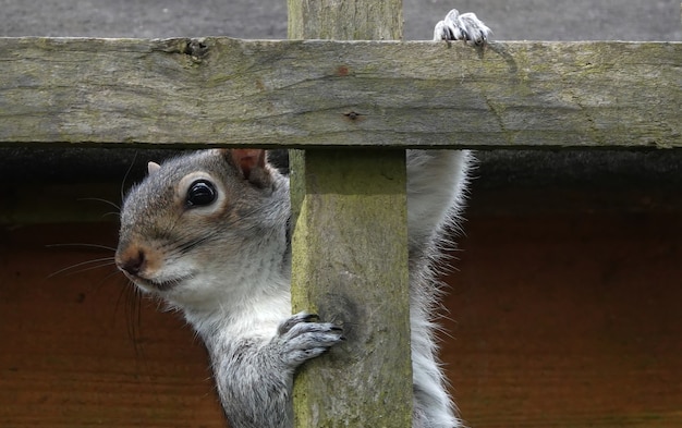 Closeup shot of an eastern gray squirrel