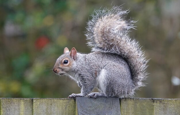 Closeup shot of an eastern gray squirrel