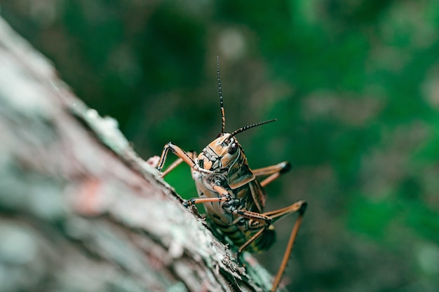 Closeup shot of an Eastern Lubber grasshopper on a tree