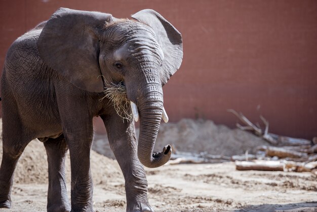 Closeup shot of an elephant eating dry grassy