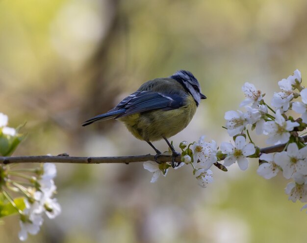 Closeup shot of a Eurasian blue tit perched on a tree branch with cherry blossoms