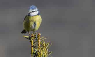 Free photo closeup shot of a eurasian blue tit perched on a tree branch