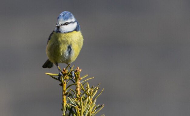 Closeup shot of a Eurasian blue tit perched on a tree branch