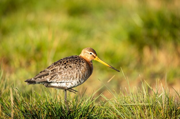 Closeup shot of Eurasian Curlew in the grassland searching for food