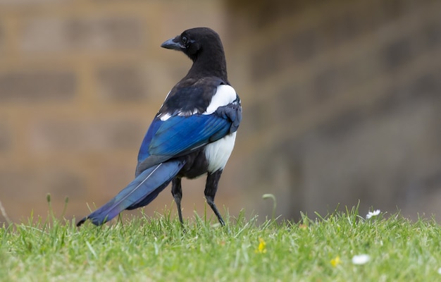 ユーラシアのカササギ鳥のクローズアップショット