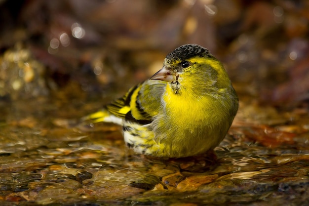 Closeup shot of a  Eurasian siskin