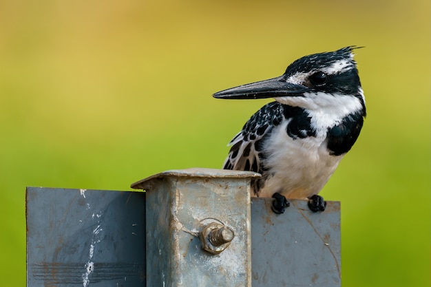 Free photo closeup shot of eurasian three-toed woodpecker resting on a metal post