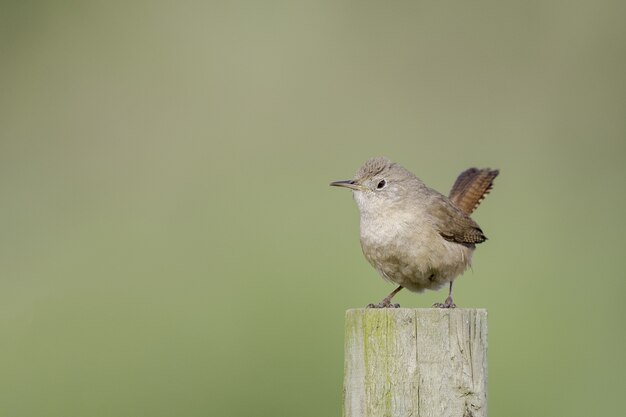 Closeup shot of an Eurasian wren on a log on smooth green background