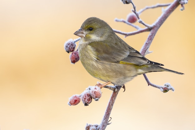 ぼやけた背景の木の枝に腰掛けてゴシキヒワのクローズアップショット