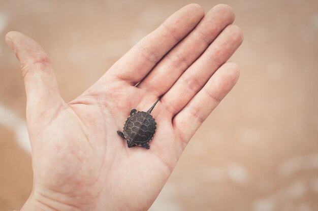 Closeup shot of a European Pond Turtle in a human hand