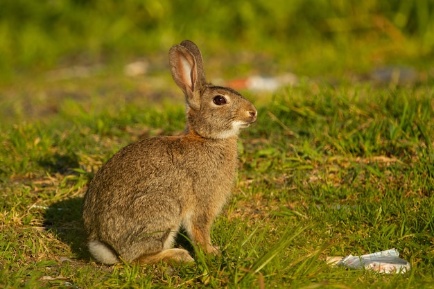 免费照片特写镜头的欧洲兔子在草地上