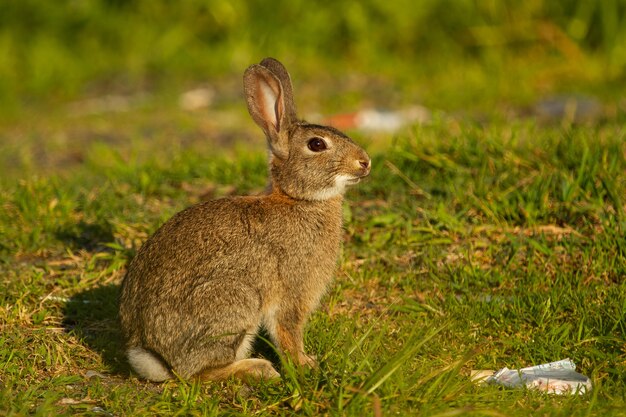 Closeup shot of European rabbit in the meadow