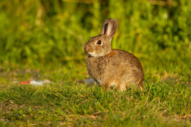 Closeup shot of European rabbit, Oryctolagus cuniculus
