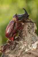 Free photo closeup shot of a european rhinoceros beetle perched on a log