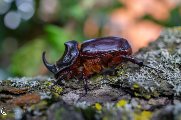 Closeup shot of a European rhinoceros beetle