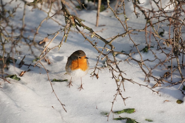 Снимок крупным планом европейской малиновой птицы в зимний день