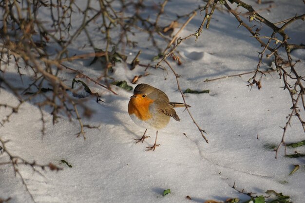 雪に覆われたウィンターパークでヨーロッパコマドリの鳥のクローズアップショット