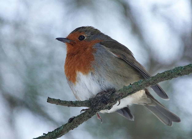 Closeup shot of a European Robin on a branch