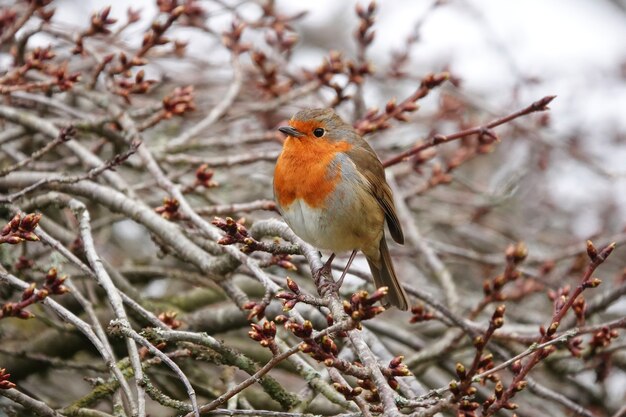 Closeup shot of a European Robin on branch