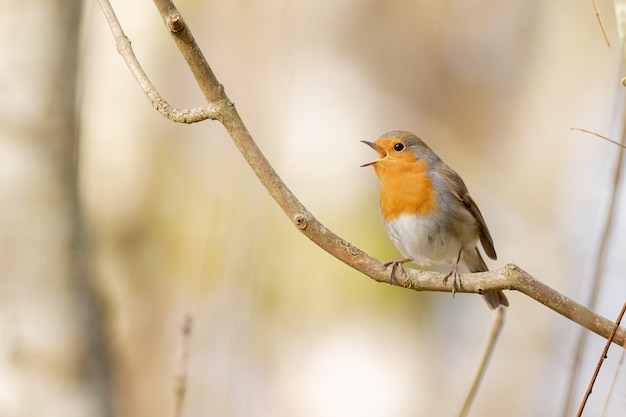 Closeup shot of a European robin standing on the branch of a tree