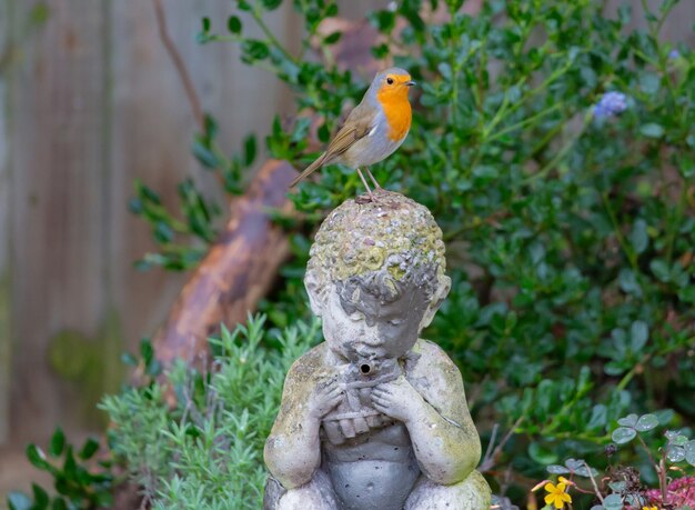 Closeup shot of European robin