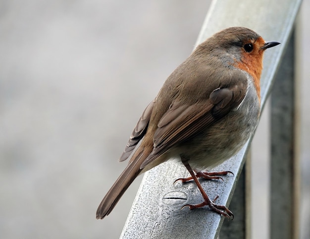 Closeup shot of a European Robin