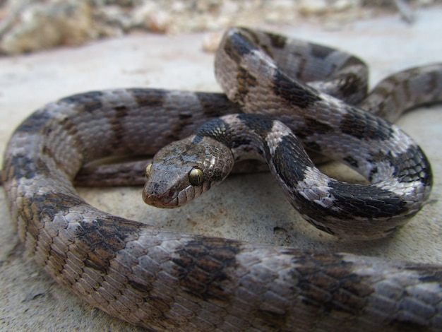 Colpo del primo piano di un serpente gatto europeo di soosan che striscia sul terreno a malta Foto Gratuite