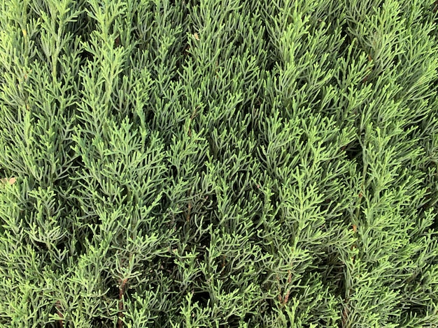 공원에서 상록 식물 Arborvitae의 근접 촬영 샷