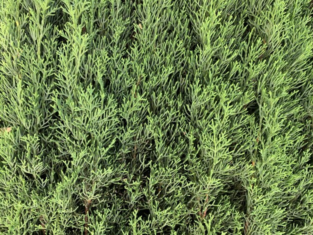 Closeup shot of the evergreen plant Arborvitae in a park