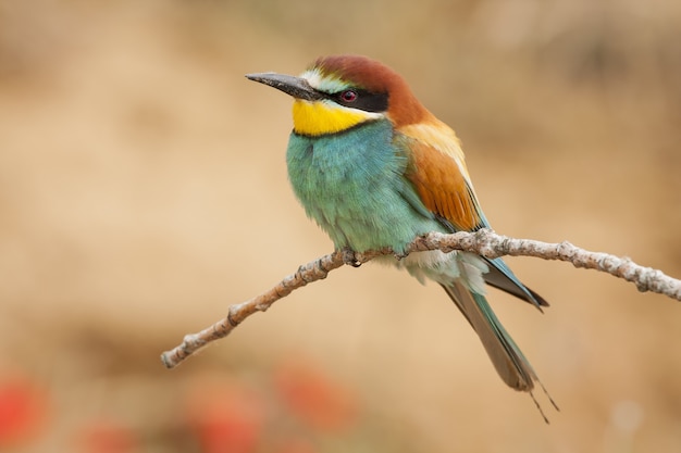 Closeup shot of an exotic colorful bee-eater sitting on the small branch of a tree