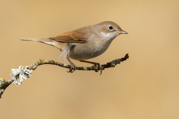 Closeup shot of an exotic sparrow sitting on the small branch of a tree