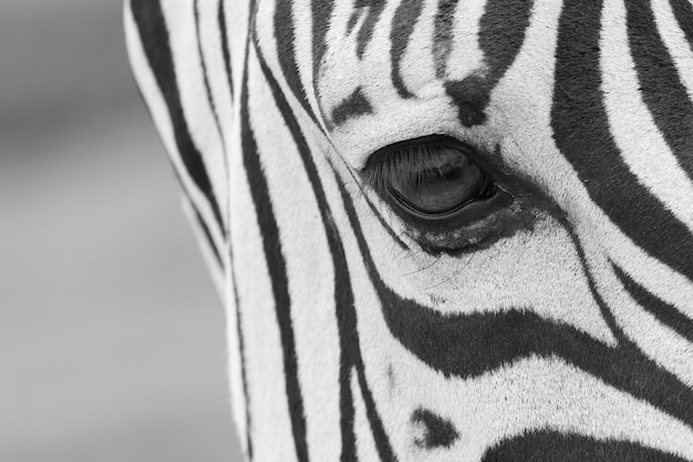 Foto gratuita colpo del primo piano dell'occhio di una bellissima zebra