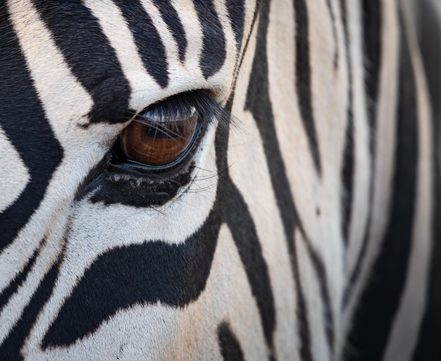 Closeup shot of the eyes of a zebra under the sunlight at daytime