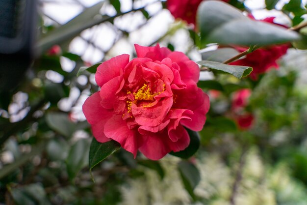 Closeup shot f cute Sasanqua Camellia flower