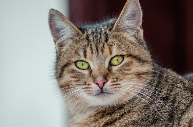 흐린 배경에 녹색 눈을 가진 아름다운 고양이의 얼굴의 근접 촬영 샷
