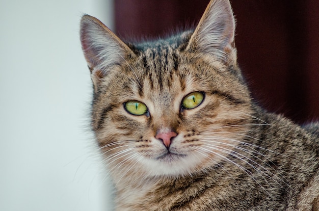 ぼやけて背景に緑色の目で美しい猫の顔のクローズアップショット