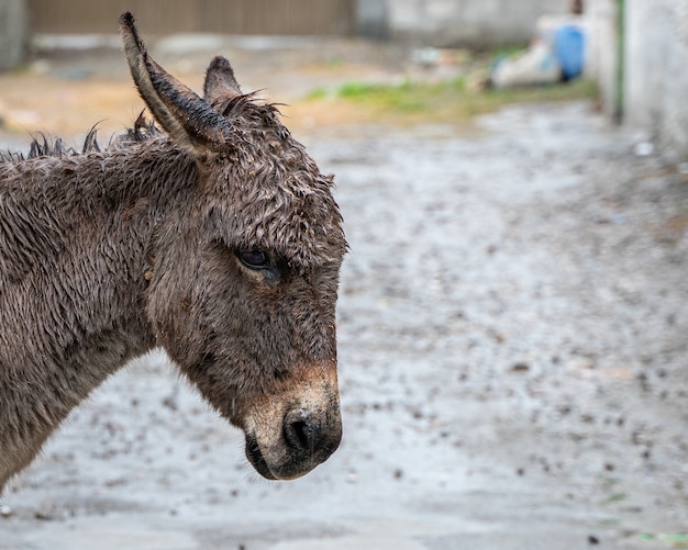 Closeup shot of the face of a donkey on a cloudy day