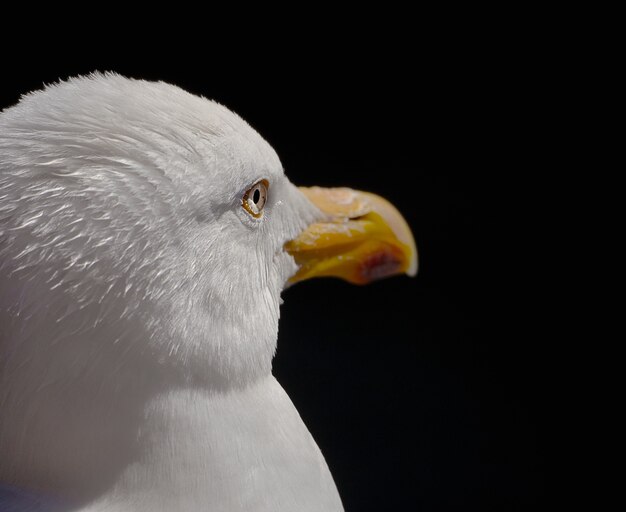 Closeup shot of the face of a seagull isolated on dark background