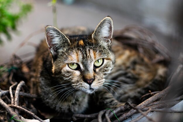 Closeup shot of a face of a street striped cat