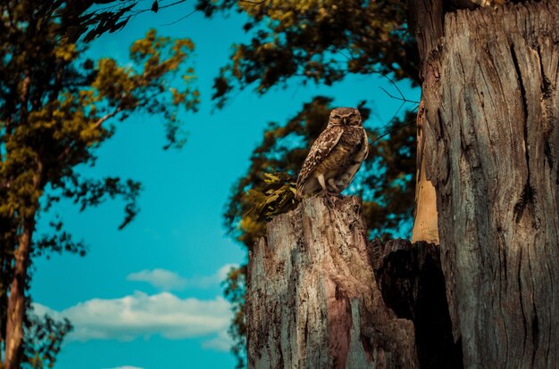 Closeup shot of falcon perching on a wood bark  with a clear sky surface