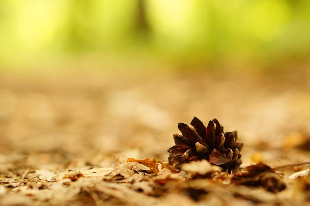 Closeup shot of a fallen pine cone