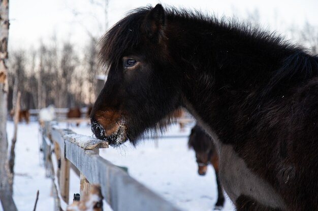 Closeup shot of a farm animal taking a walk on the snowy countryside in Northern Sweden