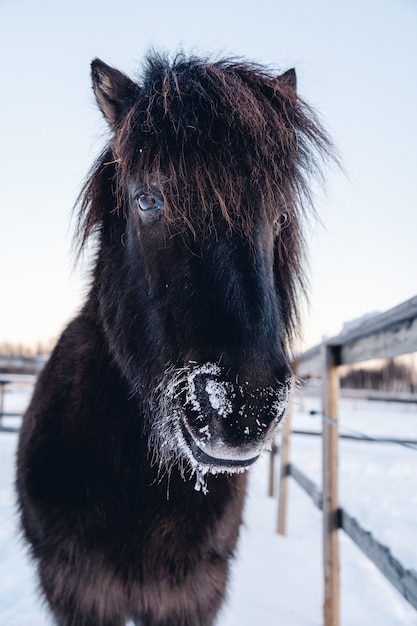 スウェーデン北部の雪に覆われた田舎を散歩する農場の動物のクローズアップショット