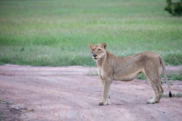 Снимок крупным планом самки льва, стоящего на дороге возле зеленой долины