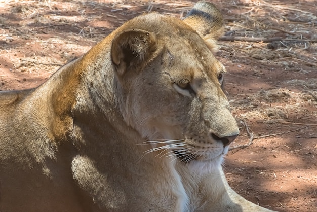 Closeup shot of a female lion