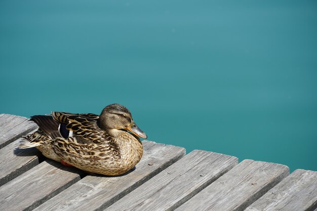 Closeup shot of a female mallard duck resting on a wooden pier