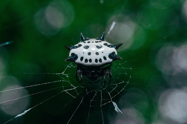 Free photo closeup shot of female spiny-backed orb-weaver