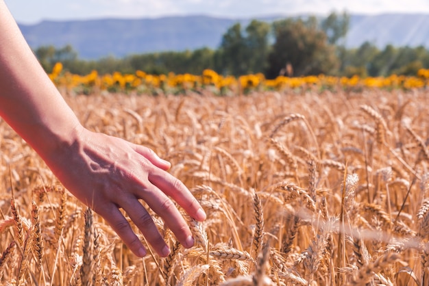 Крупным планом снимок женщины в пшеничном поле в солнечный день